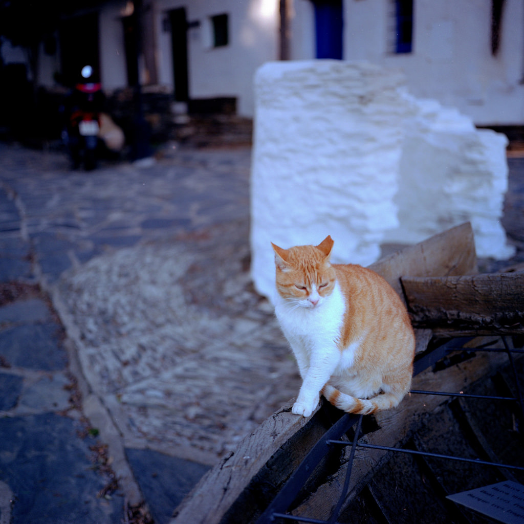 Un chat