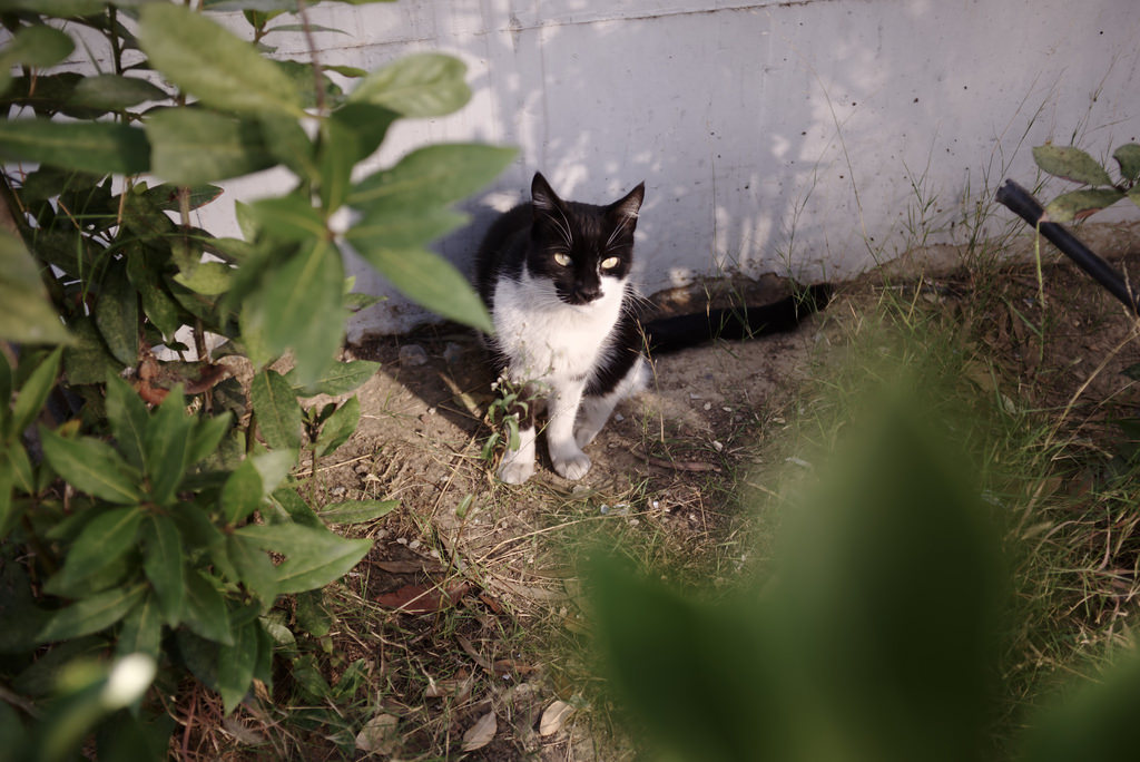Chat