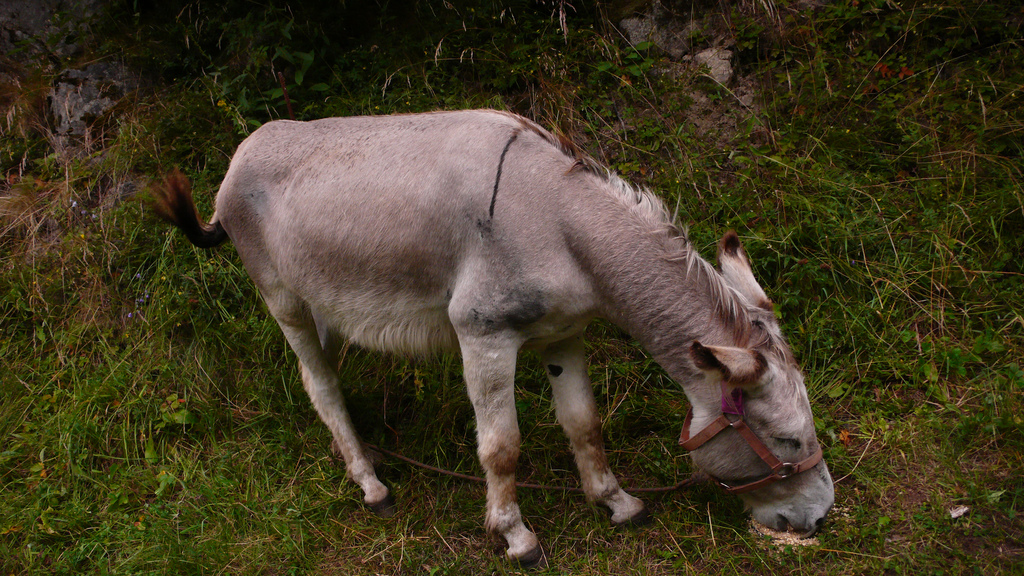 en train de manger