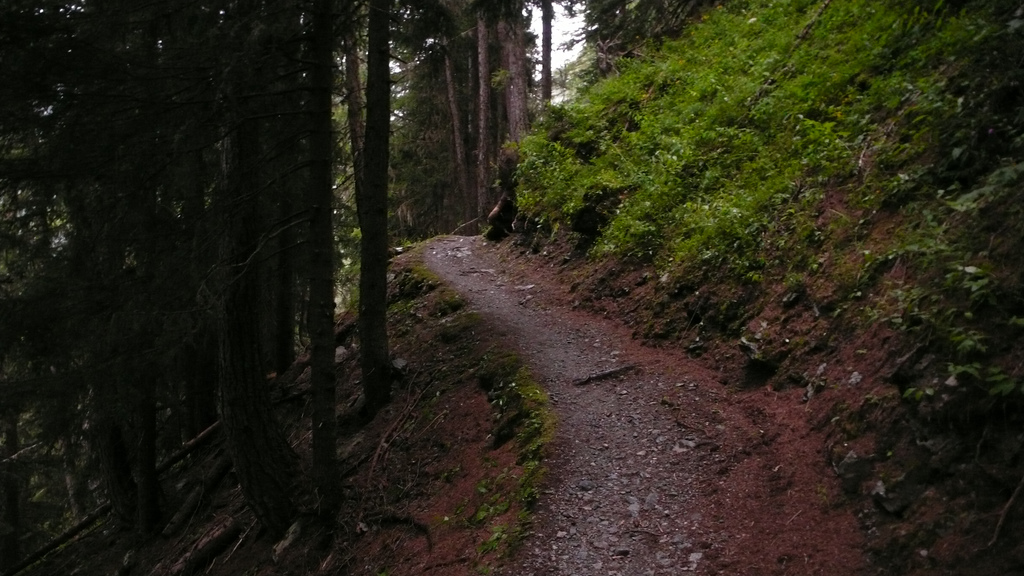 chemin dans la foret