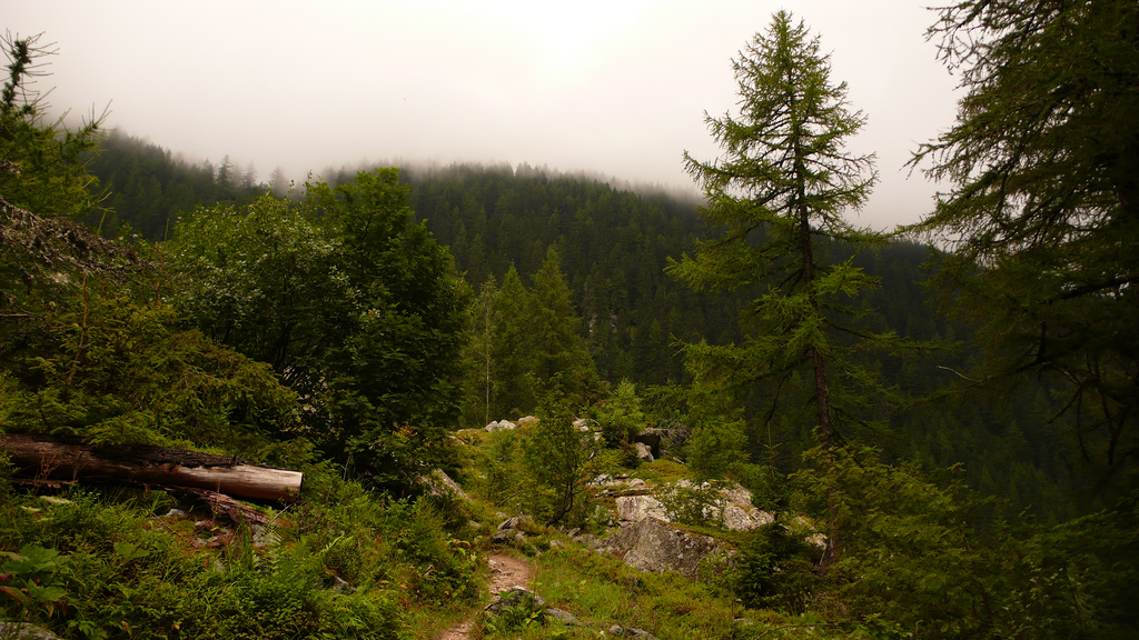brouillard
