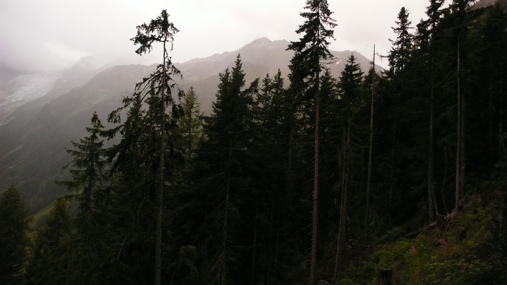 mont&eacute;e dans la foret sous la pluie le soir