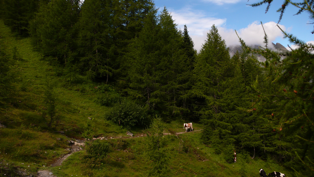 une vache sur le chemin