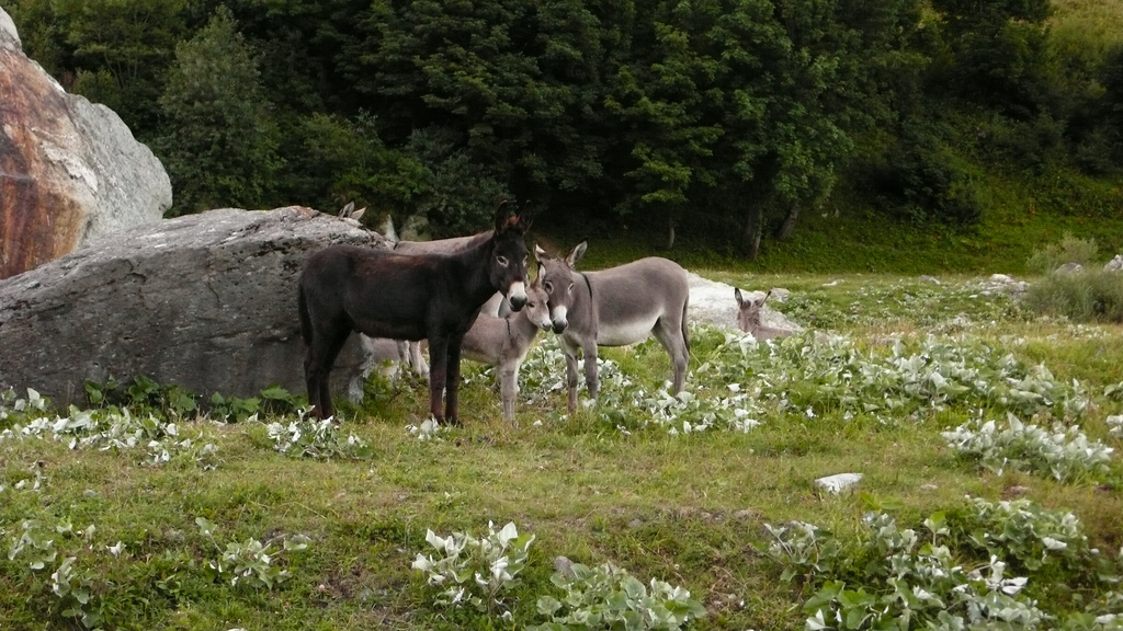 une famille d'anes aux chapieux