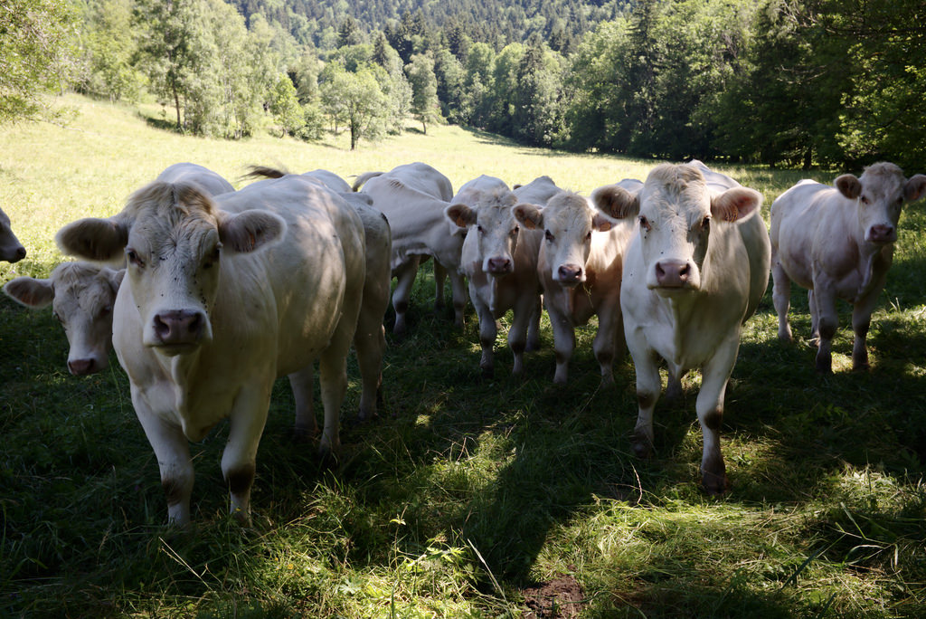 Vaches
