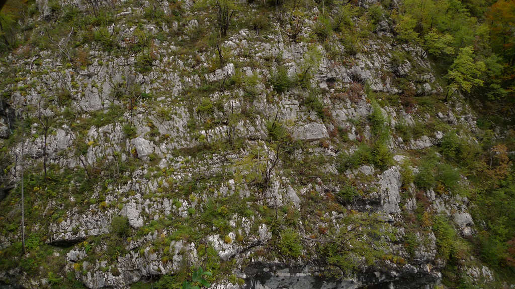 arbres
