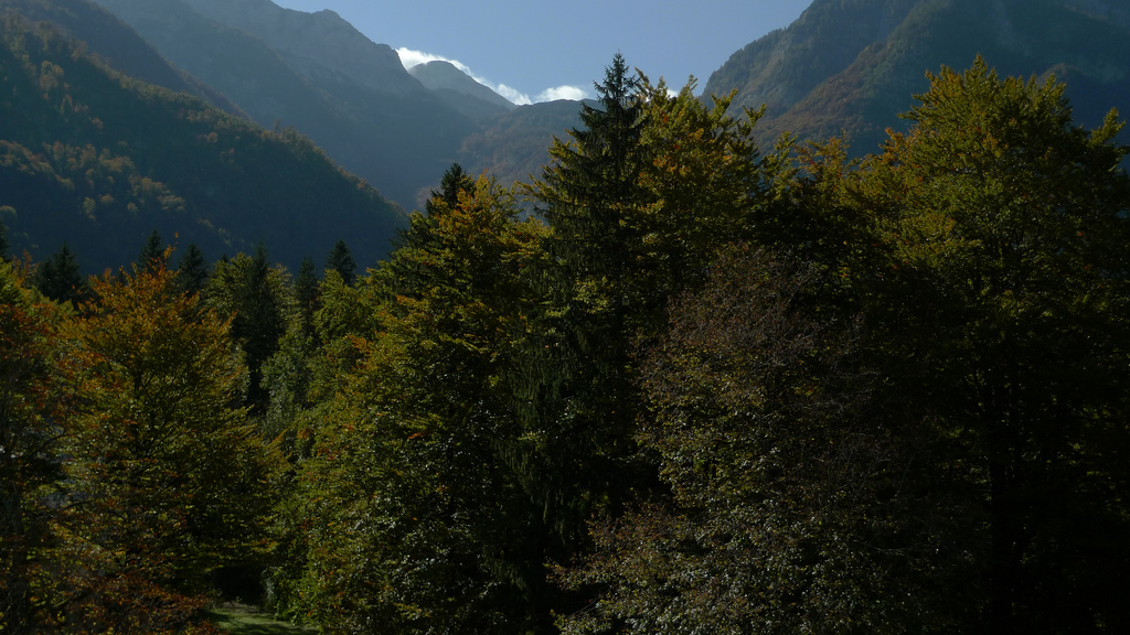 Arbres