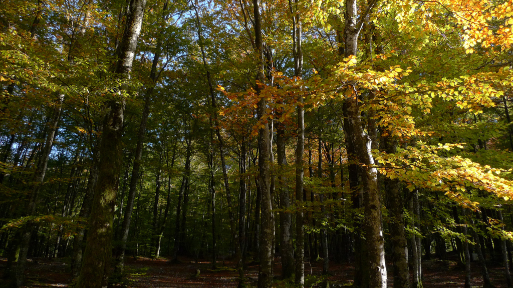foret