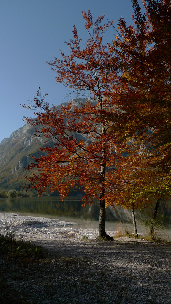 arbre