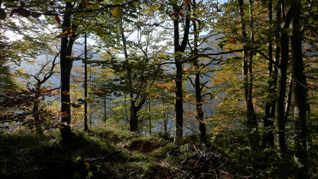 foret