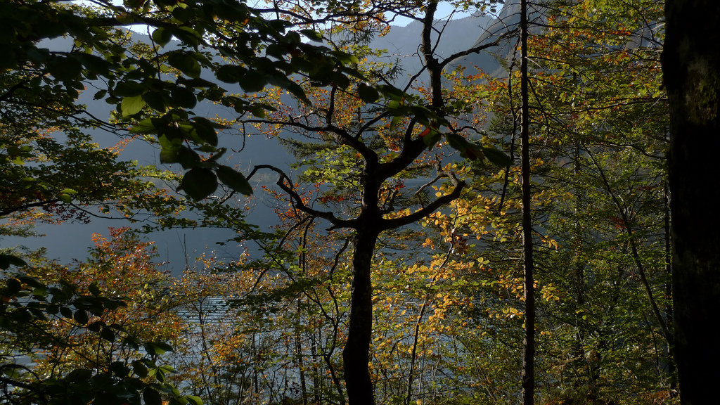 arbres