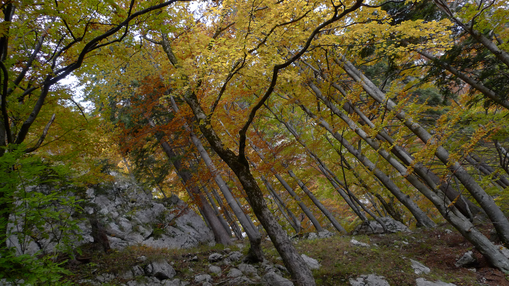 arbres