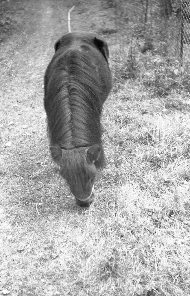 Poney