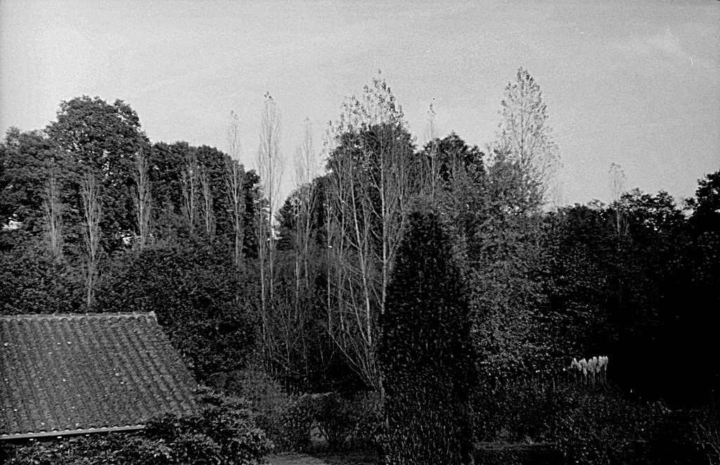 arbres