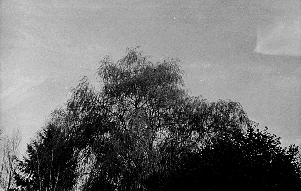 arbre