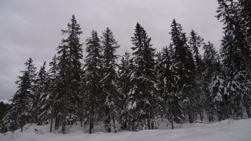 arbres