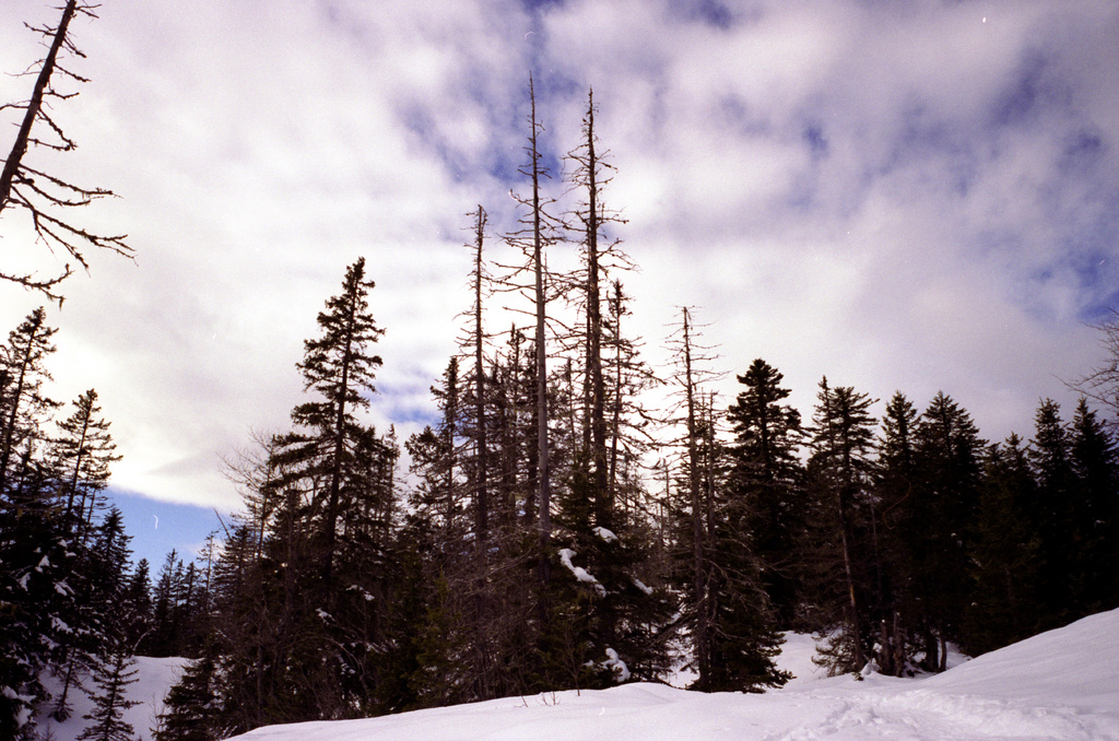 arbres