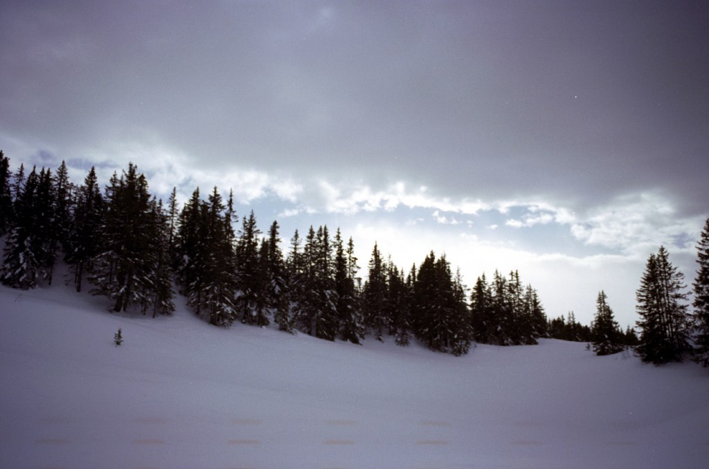 arbres