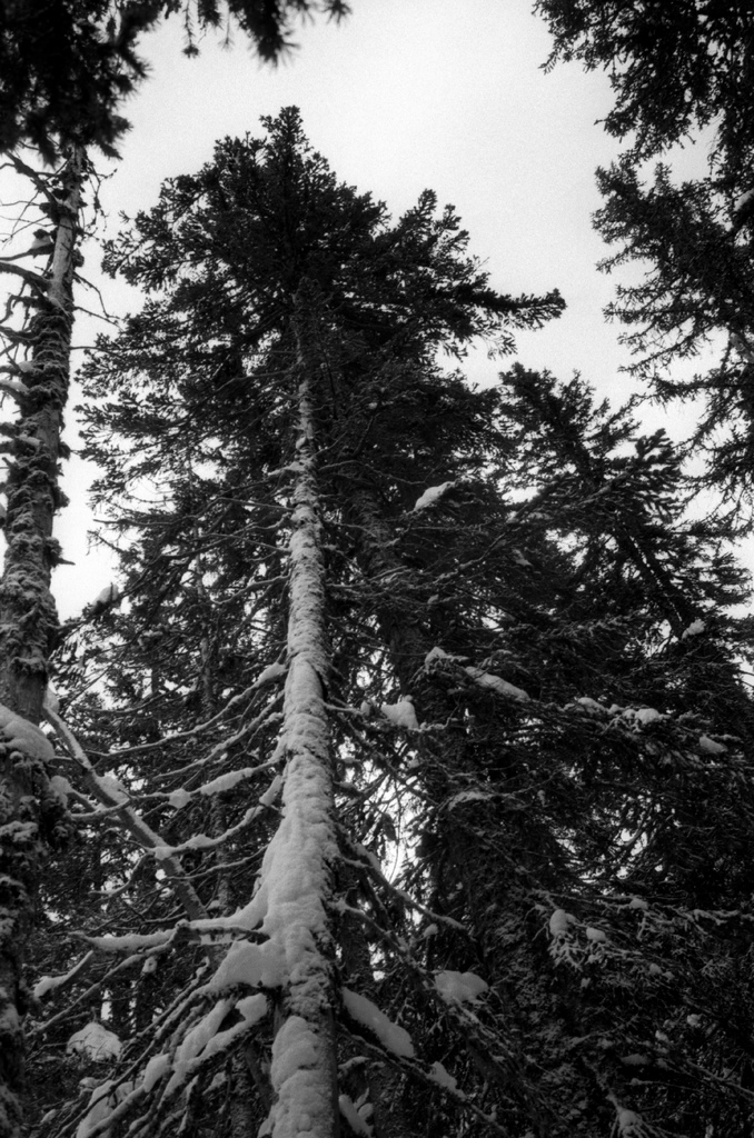 foret