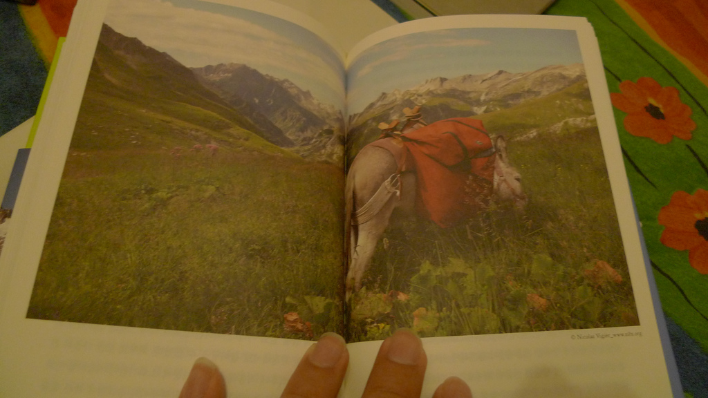 wisdom of donkeys