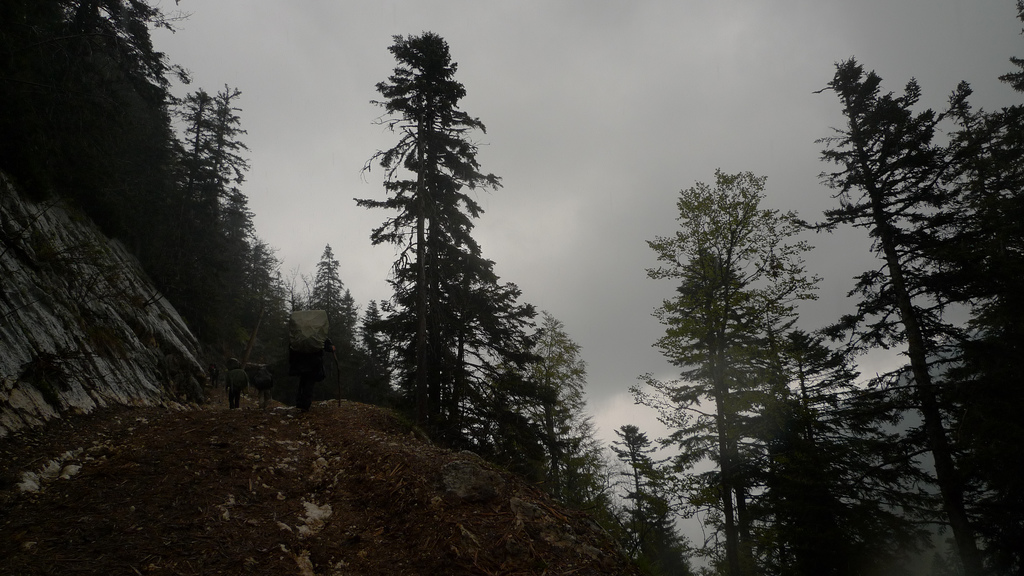 montee dans la foret