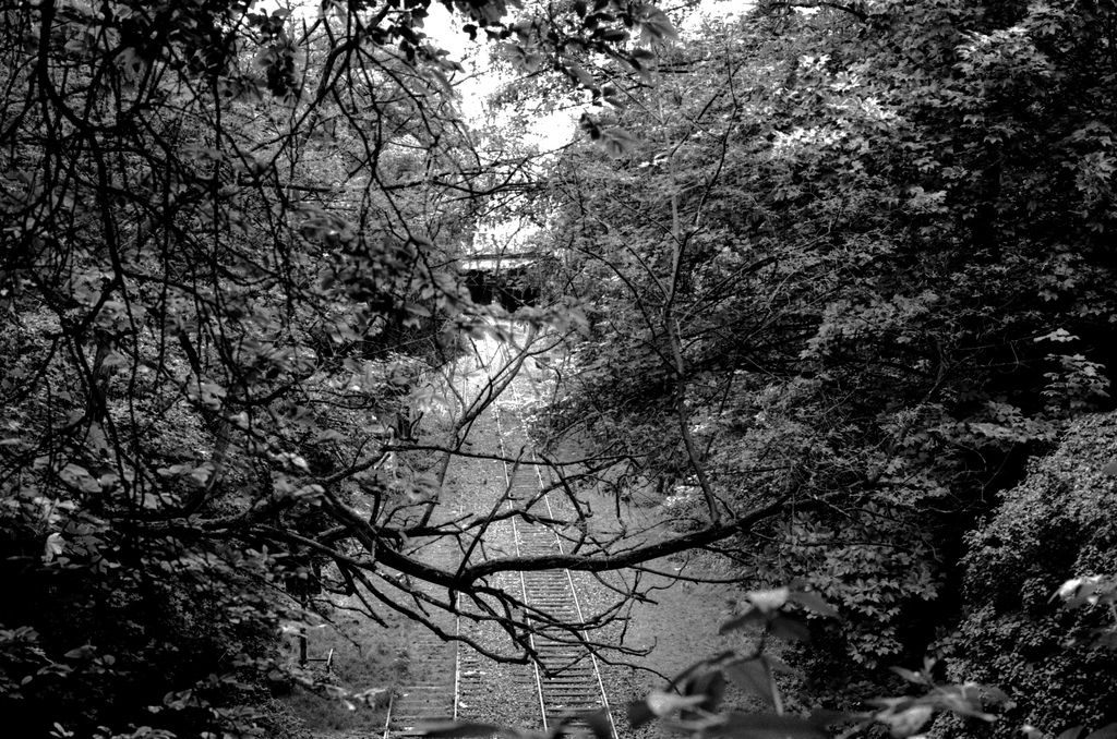 la petite ceinture depuis les buttes chaumont