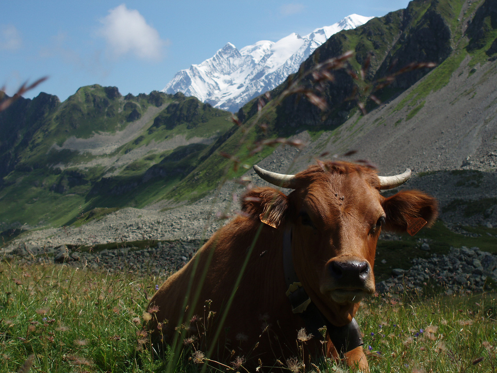 une vache