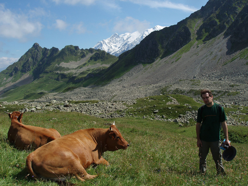 moi a cote des vaches