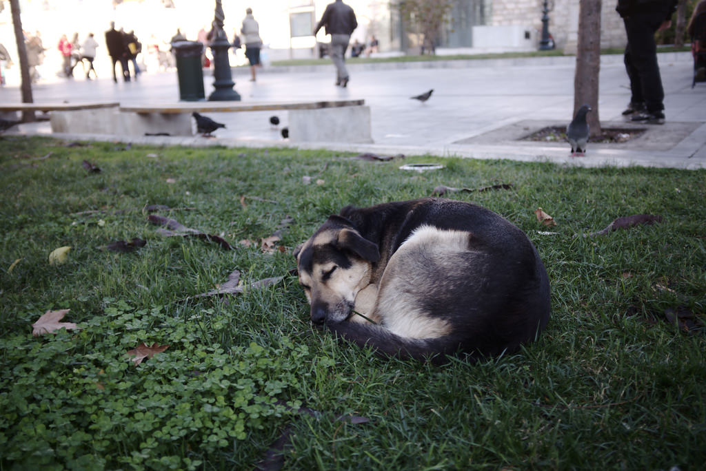 Chien