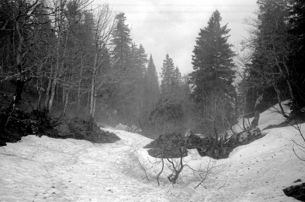de la neige dans la foret