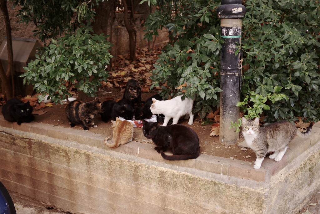 Chats