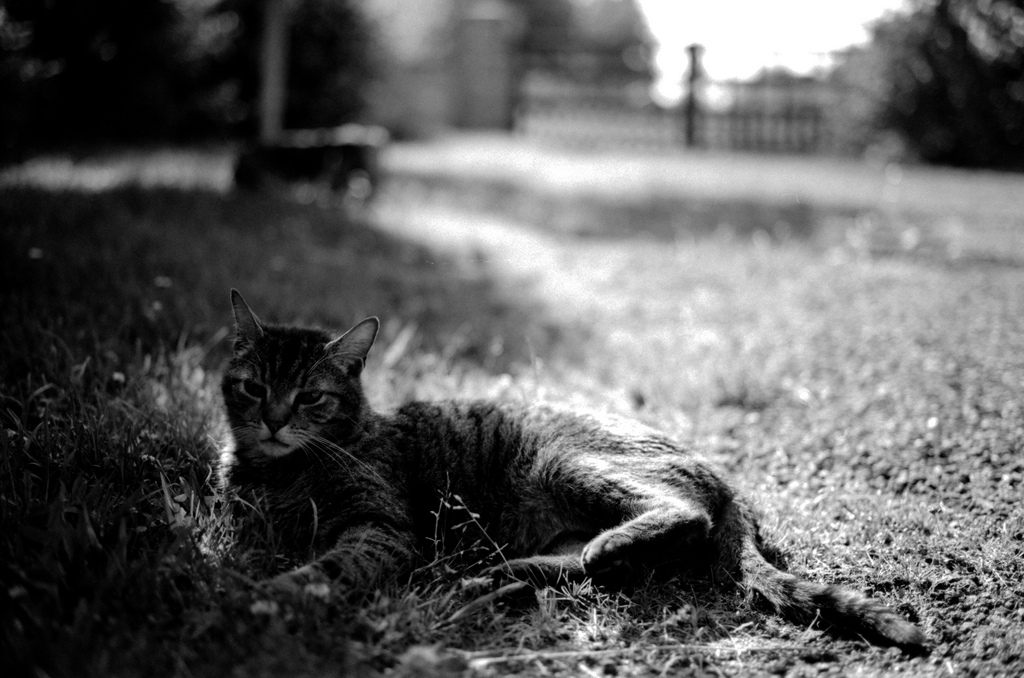 Le Chat