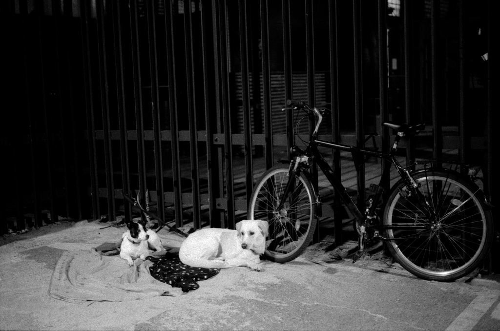 deux chiens et un velo