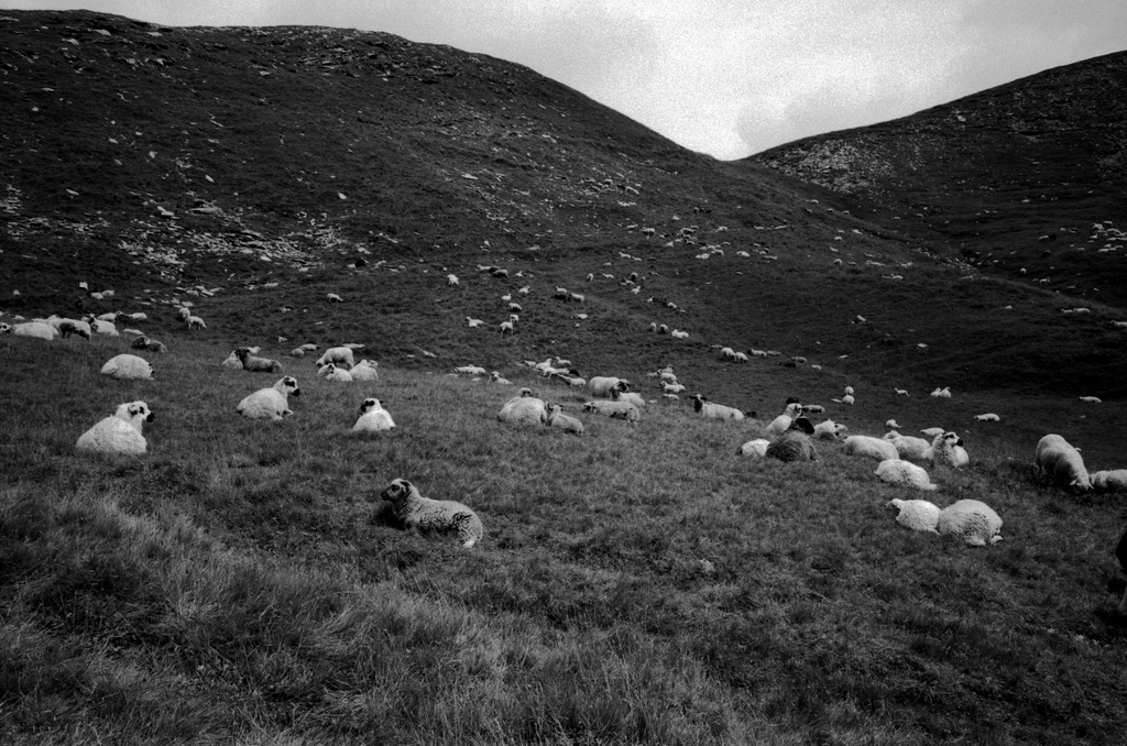 moutons