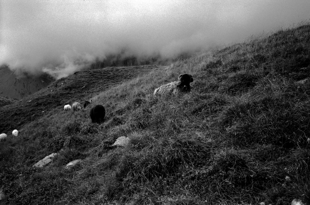 moutons