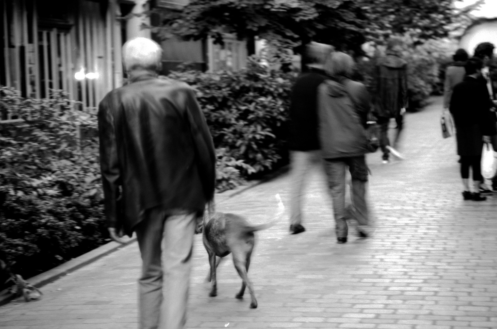 promenade du chien