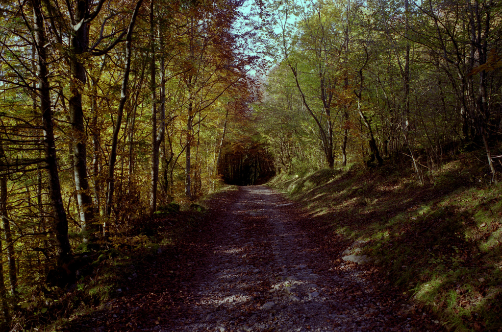 C'est l'automne