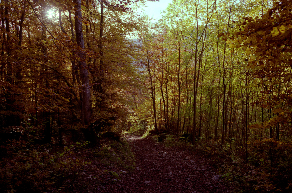 dans la foret en automne