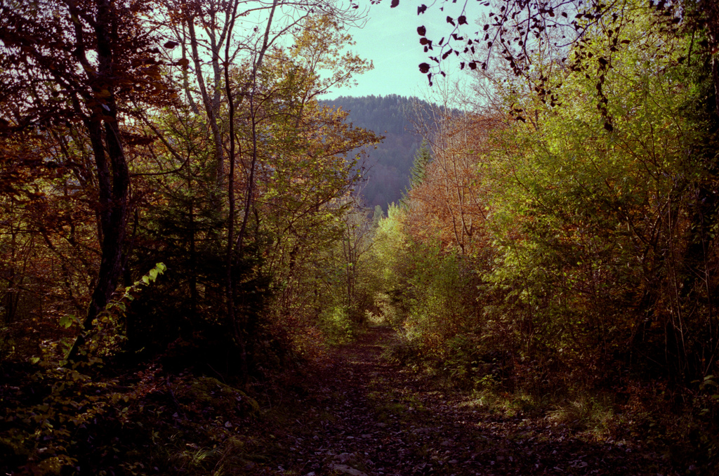 dans la foret en automne