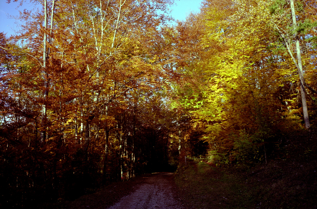 dans la foret en automne