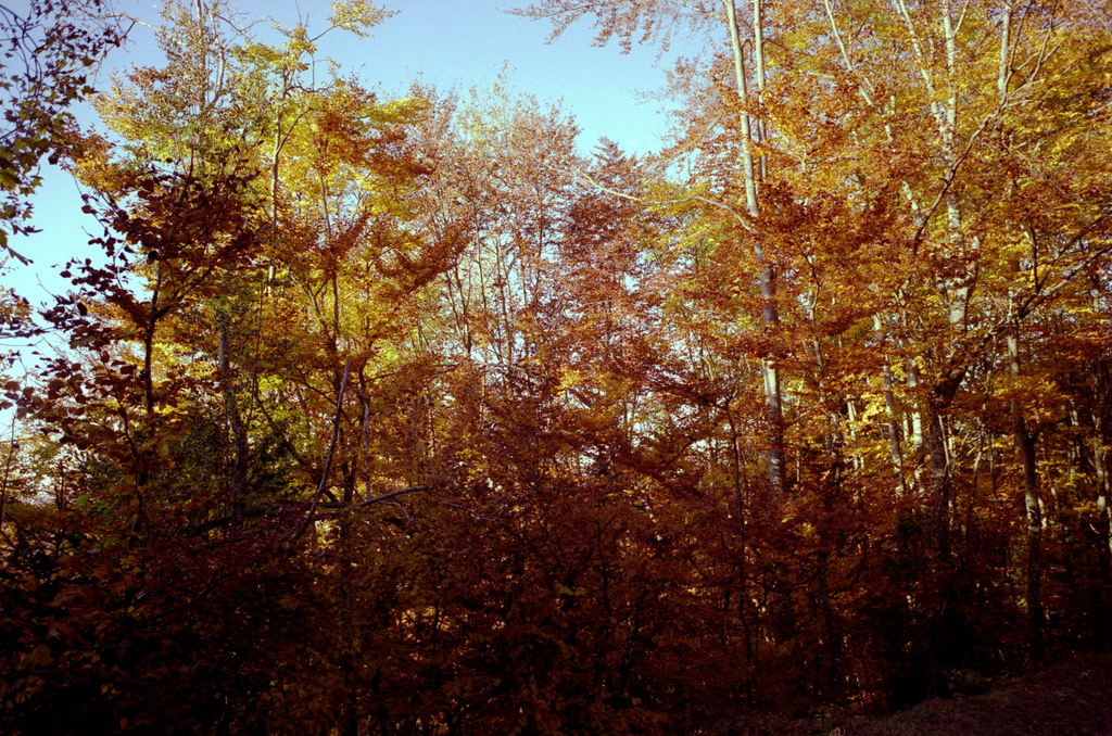 dans la foret en automne