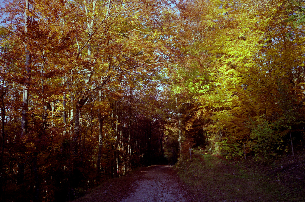 dans la foret en automne