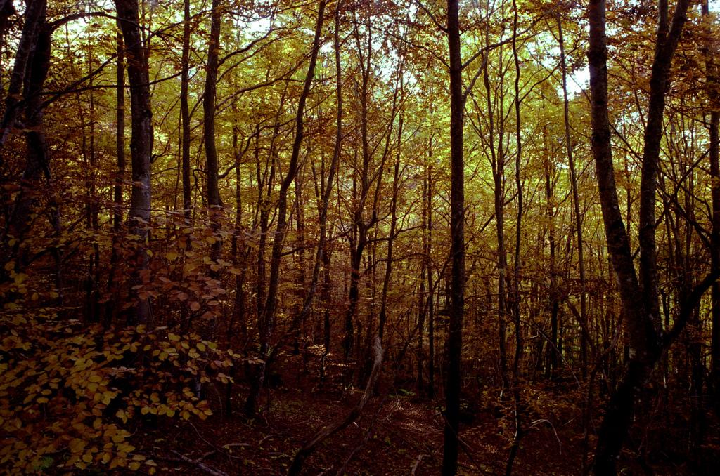 dans la foret en automne