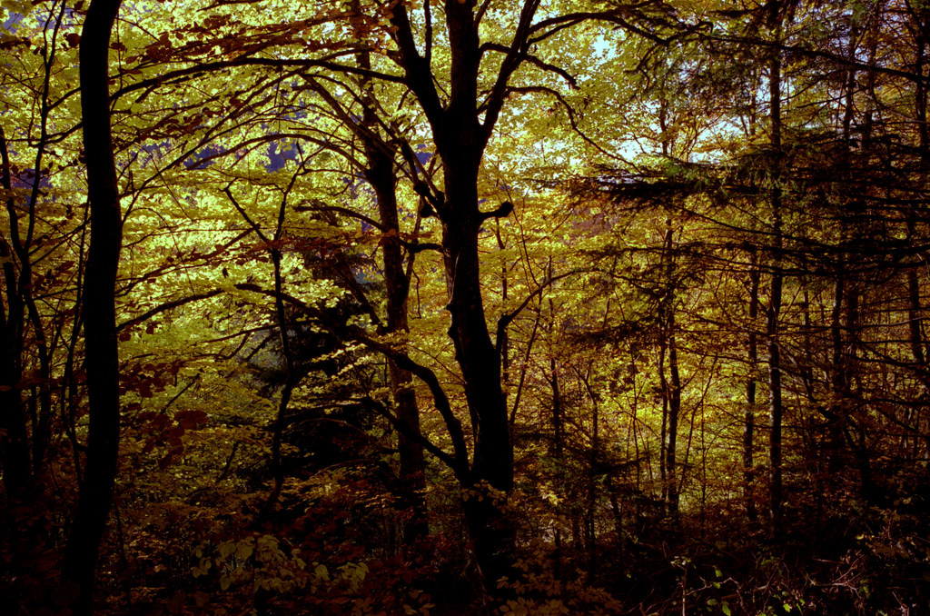 dans la foret en automne