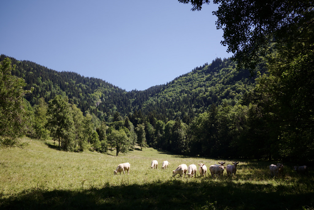 Vaches