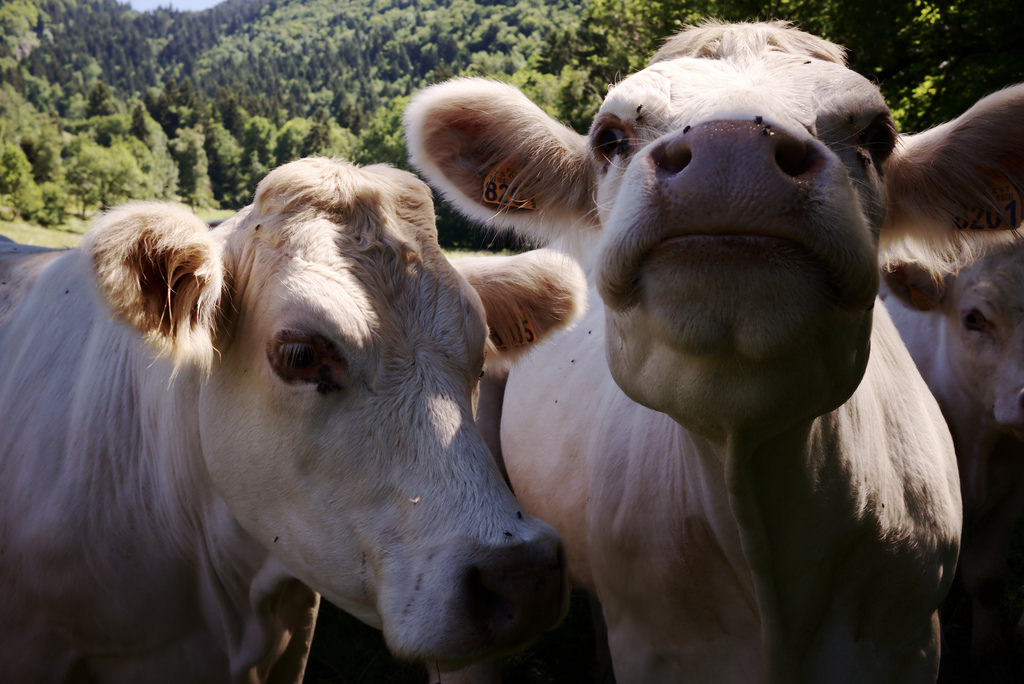 Vaches