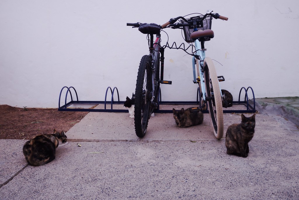 Chats