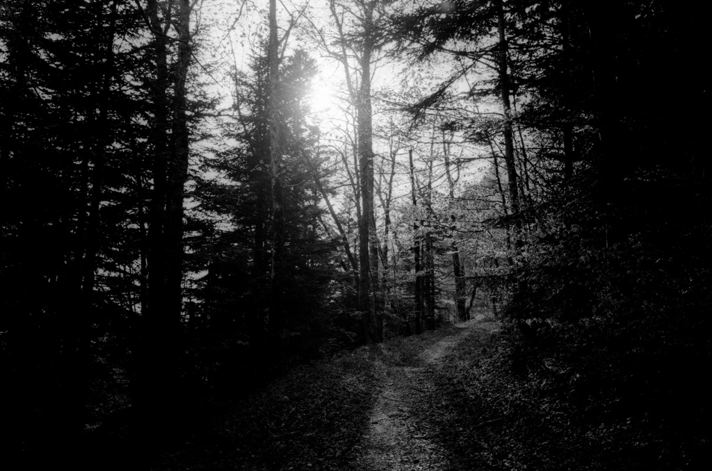 Chemin dans la foret