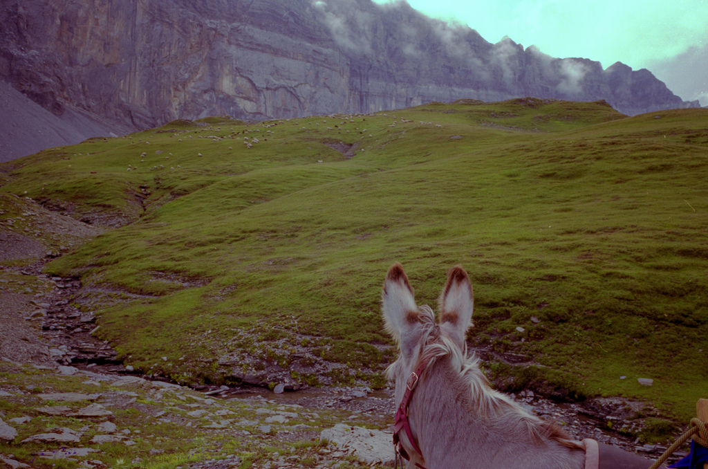 L'ane regarde les moutons