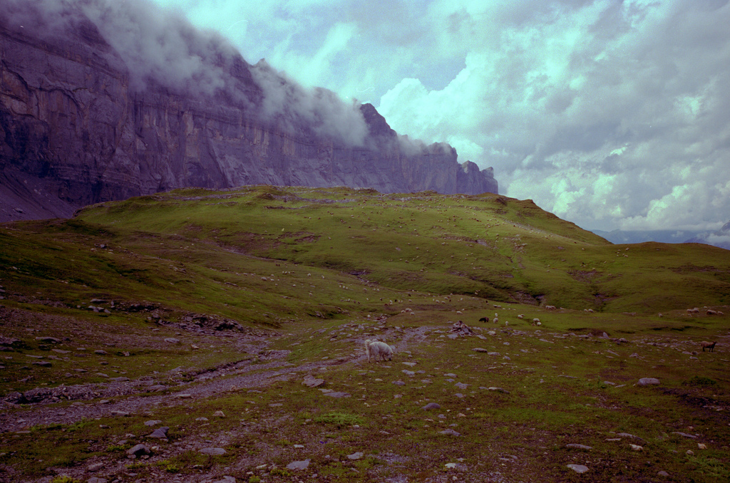 Moutons dans la montagne